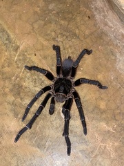 Acanthoscurria natalensis