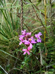 Epidendrum arachnoglossum