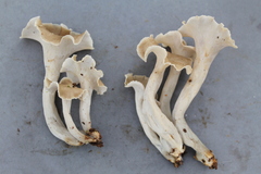 Craterellus excelsus