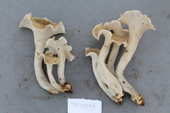 Craterellus excelsus