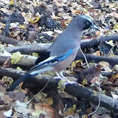 Garrulus glandarius japonicus