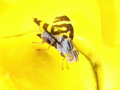 Quasicooronga connecta