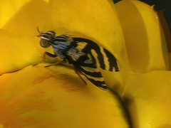 Quasicooronga connecta