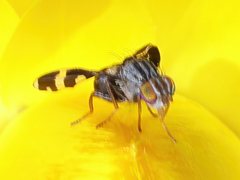 Quasicooronga connecta