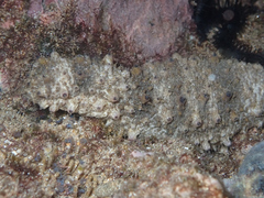Holothuria pervicax