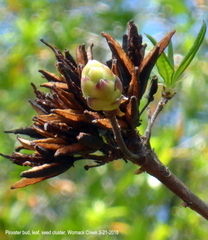 Rhododendron canescens image