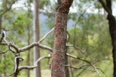 Corymbia erythrophloia