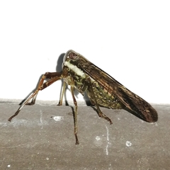 Cladodipterini