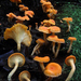 Cantharellus guyanensis - Photo (c) northgondwana, some rights reserved (CC BY-NC)
