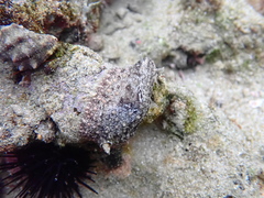 Euechinoidea