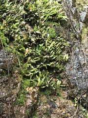 Leptochilus hemionitideus