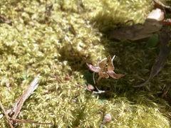 Chiloglottis gunnii