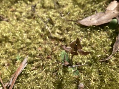 Chiloglottis gunnii