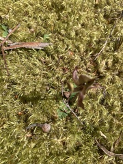 Chiloglottis gunnii