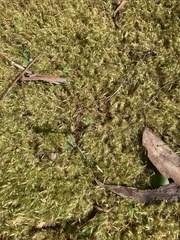 Chiloglottis gunnii