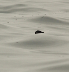 Pelecanoides garnotii