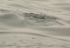 Pelecanoides garnotii