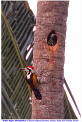 Chrysocolaptes festivus