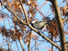 Parus minor