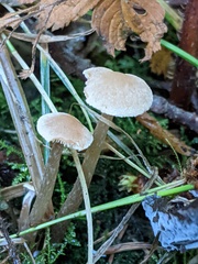 Naucoria escharioides