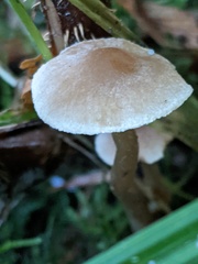 Naucoria escharioides