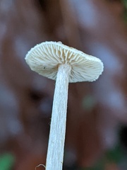 Naucoria escharioides