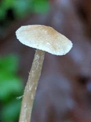 Naucoria escharioides