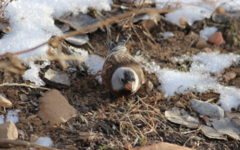 Leucosticte tephrocotis littoralis