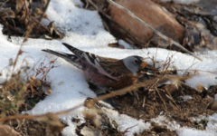 Leucosticte tephrocotis littoralis