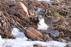 Leucosticte tephrocotis littoralis