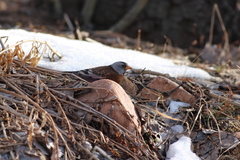 Leucosticte tephrocotis littoralis