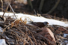 Leucosticte tephrocotis littoralis