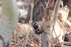 Leucosticte tephrocotis littoralis