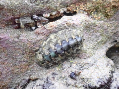 Acanthochitona hirudiniformis