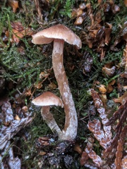 Naucoria escharioides