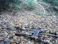 Garrulus glandarius japonicus