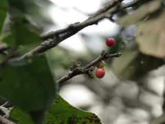 Xylosma spiculifera