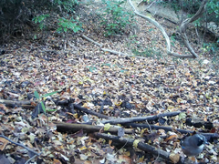 Garrulus glandarius japonicus