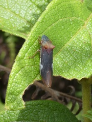 Pseudophera heveli