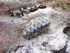 Acanthochitona hirudiniformis
