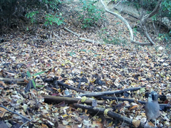 Garrulus glandarius japonicus