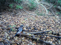 Garrulus glandarius japonicus