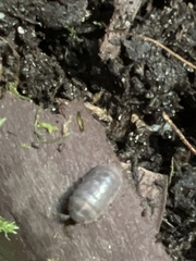 Armadillidium vulgare