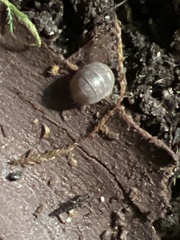 Armadillidium vulgare