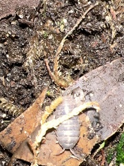 Armadillidium vulgare