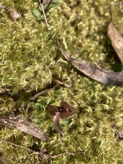 Chiloglottis gunnii