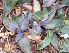 Tradescantia pallida