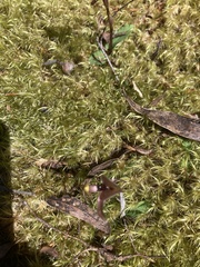 Chiloglottis gunnii