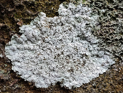 Lepraria normandinoides