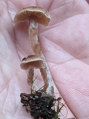 Naucoria escharioides